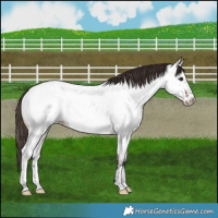 Horse Color:Bay Roan Dun Near Fewspot Rabicano Brindle 
