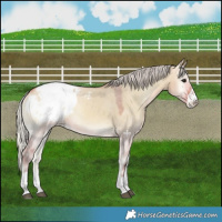 Horse Color:Watercolor Silver Bay Onyx Appaloosa Rabicano 