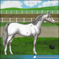 Horse Color:Liver Red Dun Mushroom Appaloosa 