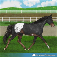Horse Color:Liver Chestnut Appaloosa 