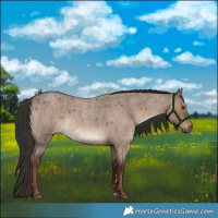 Horse Color:Liver Red Dun Roan Rabicano 