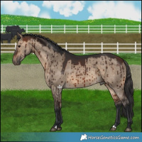 Horse Color:Bay Dun Brindle 