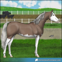 Horse Color:Liver Red Dun Mushroom Splash 