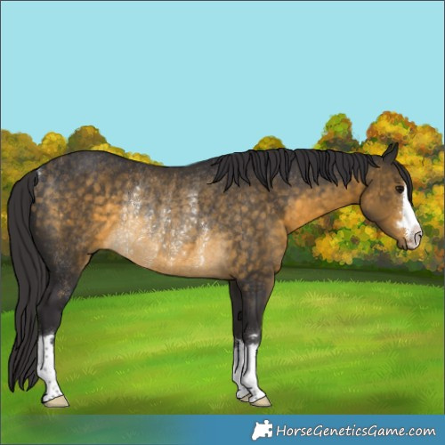 Horse Color:Buckskin Rabicano