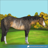 Horse Color:Buckskin Rabicano