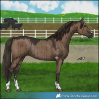 Horse Color:Liver Red Dun Rabicano Brindle 