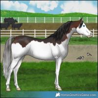 Horse Color:Bay Splash 