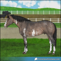 Horse Color:Brown Dun Sabino Rabicano Brindle 
