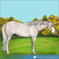 Horse Color:Silver Buckskin Roan Sabino 