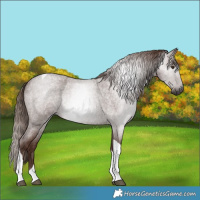 Horse Color:Gray Red Roan Tobiano