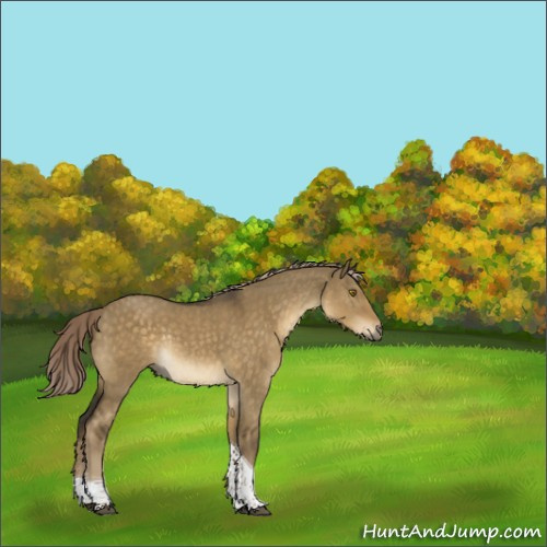 Horse Color:Chocolate Palomino Dun Tobiano Rabicano 