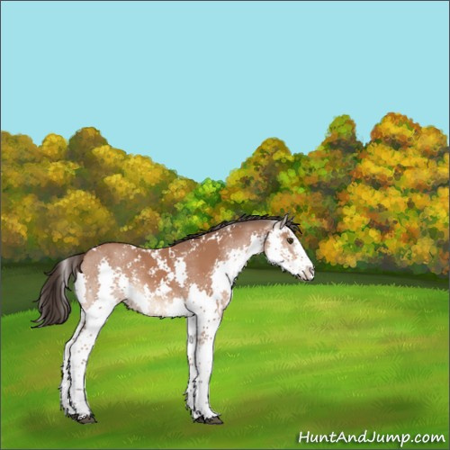 Horse Color:Bay Sabino Splash 