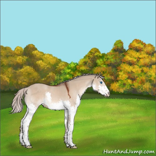 Horse Color:Silver Brown Dun Sabino Splash 