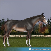 Horse Color:Liver Chestnut Sabino Tobiano