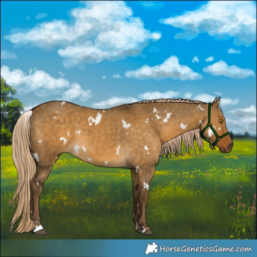 Horse Color:White Spotted Chocolate Palomino Dun Rabicano