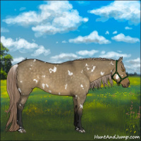 Horse Color:White Spotted Chocolate Palomino Dun Rabicano 