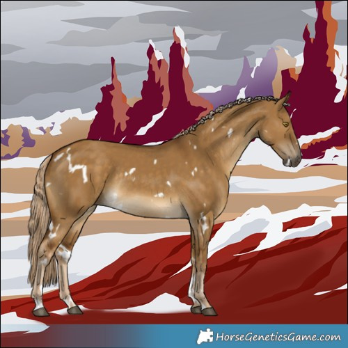Horse Color:White Spotted Chocolate Palomino Dun Rabicano 