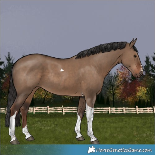 Horse Color:Liver Red Dun Tobiano Rabicano
