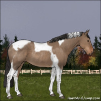Horse Color:Liver Red Dun Tobiano Rabicano 