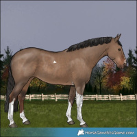 Horse Color:Liver Red Dun Tobiano Rabicano 