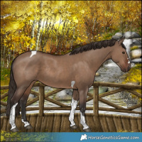 Horse Color:Liver Red Dun Tobiano Rabicano 