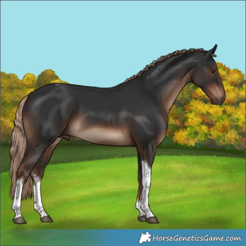 Horse Color:White Spotted Liver Chestnut Tobiano 