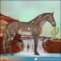 Horse Color:White Spotted Liver Red Dun Rabicano 
