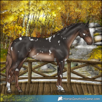 Horse Color:White Spotted Liver Chestnut Tobiano 