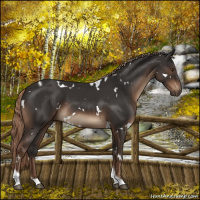 Horse Color:White Spotted Liver Chestnut Tobiano 