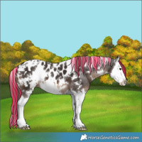 Horse Color:Painted White Spotted Liver Chestnut Splash Appaloosa 