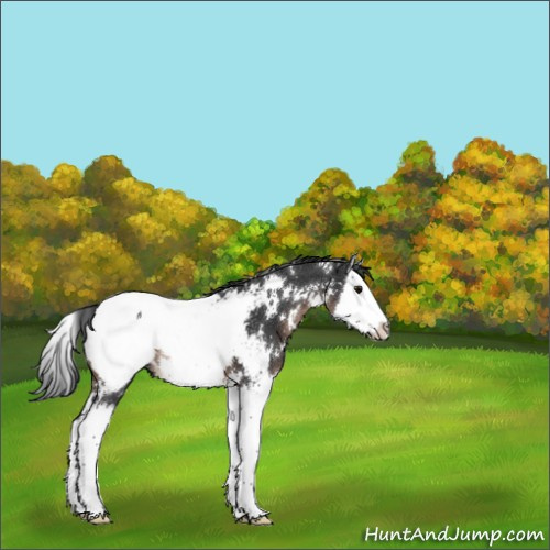 Horse Color:White Spotted Brown Splash Appaloosa 