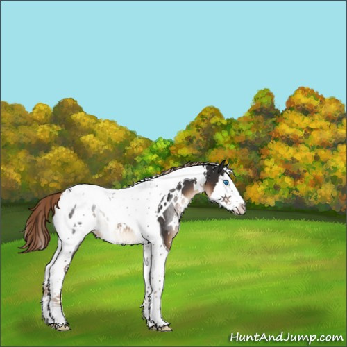 Horse Color:White Spotted Liver Chestnut Splash Tobiano Appaloosa Rabicano 