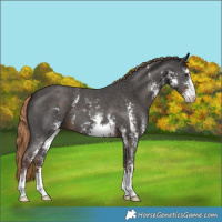 Horse Color:Liver Chestnut Sabino