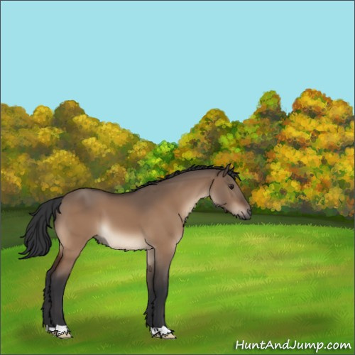 Horse Color:Brown Dun 