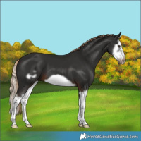 Horse Color:Liver Chestnut Splash Frame 
