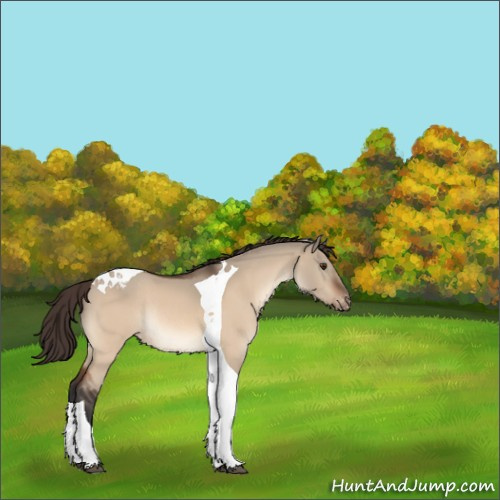 Horse Color:Bay Dun Tobiano Appaloosa Rabicano 