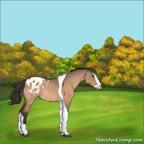 Horse Color:Bay Dun Splash Tobiano Appaloosa Rabicano 