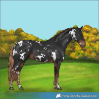 Horse Color:White Spotted Liver Chestnut 