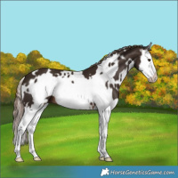 Horse Color:White Spotted Liver Chestnut Splash Frame 