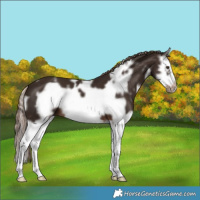 Horse Color:White Spotted Liver Chestnut Splash Frame 