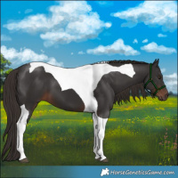 Horse Color:Liver Chestnut Tobiano 