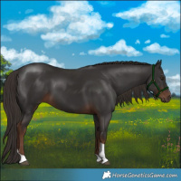 Horse Color:Liver Chestnut Tobiano 