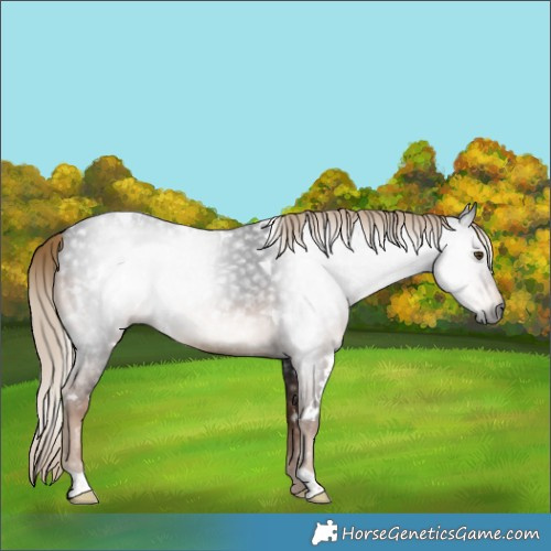 Horse Color:Gray White Spotted Liver Chestnut Rabicano 