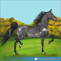 Horse Color:Platinum White Spotted Brown Dun 