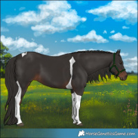 Horse Color:Liver Chestnut Tobiano 
