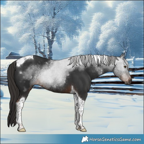 Horse Color:Gray Liver Chestnut Tobiano Rabicano 