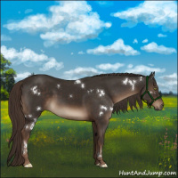 Horse Color:White Spotted Liver Chestnut