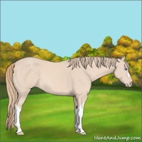 Horse Color:Perlino