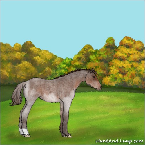 Horse Color:Liver Red Roan 