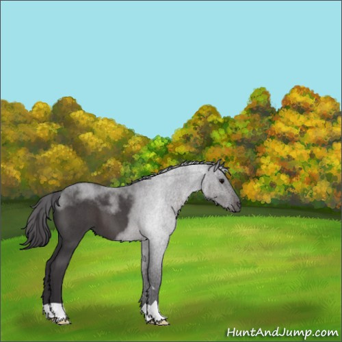 Horse Color:Smoky Blue Roan 